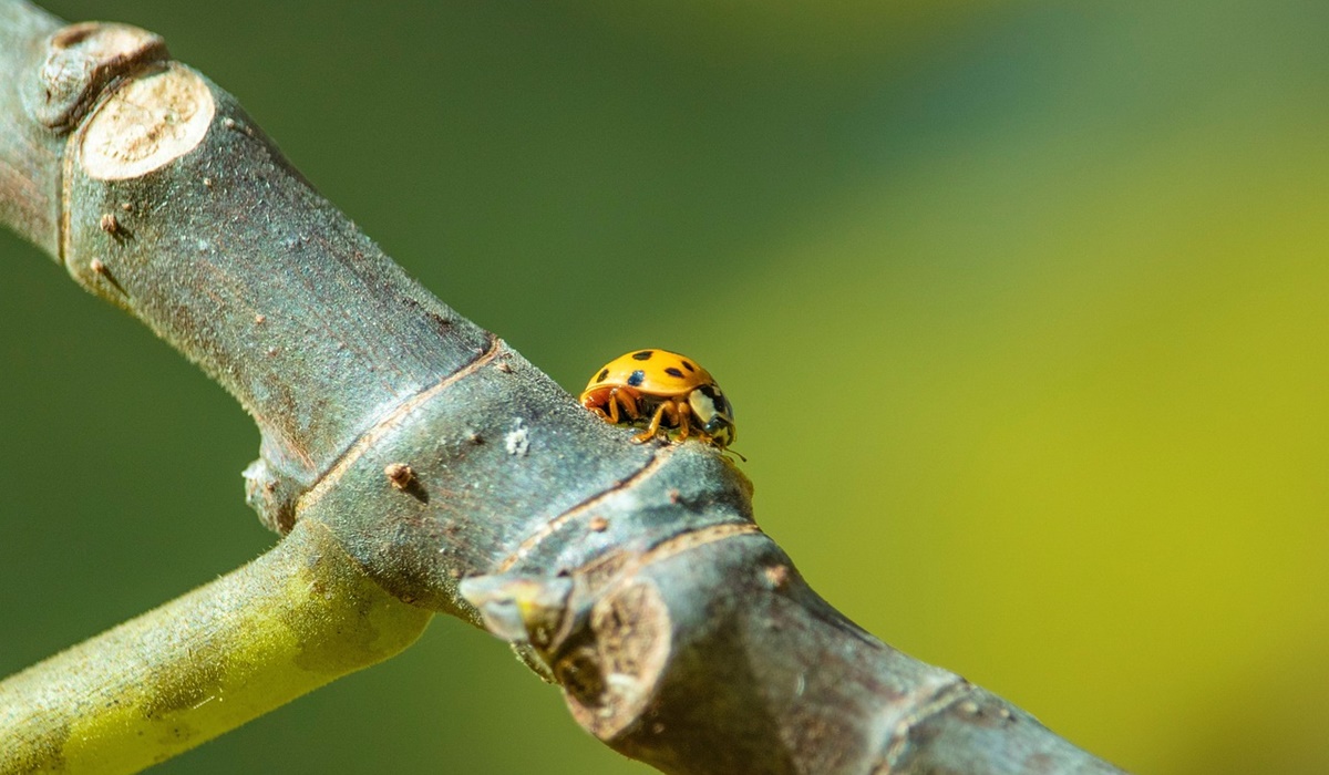 coccinella gialla