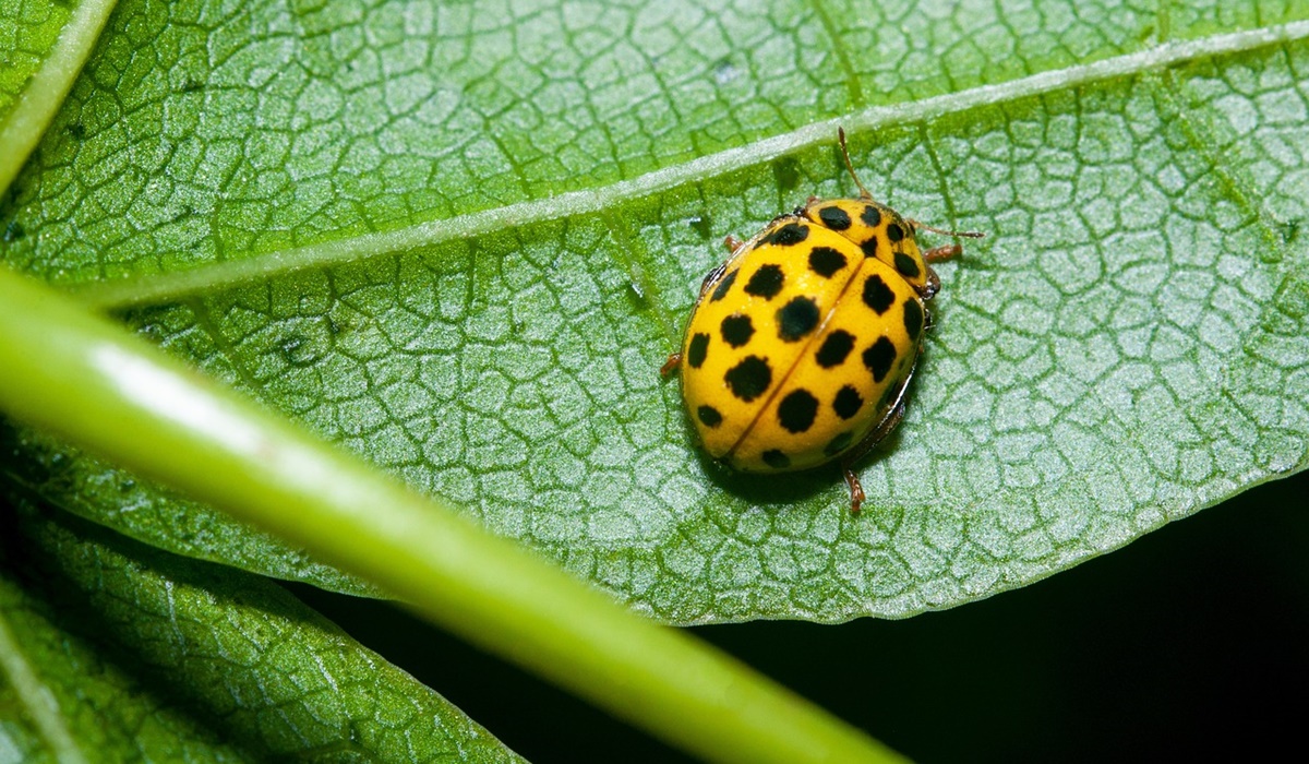 coccinella gialla