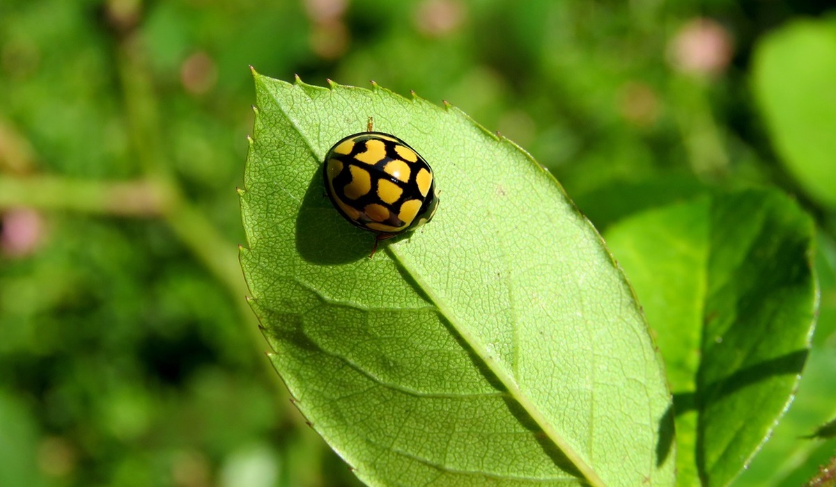 coccinella gialla