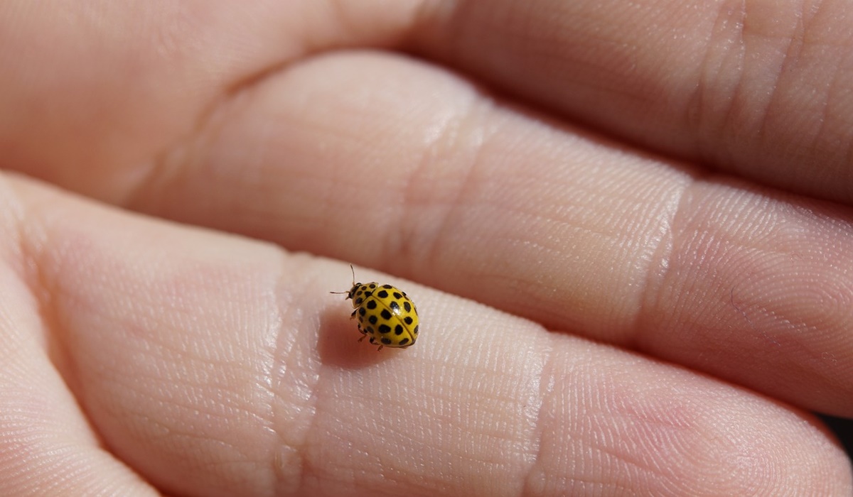 coccinella gialla