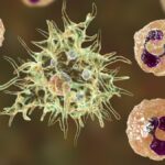 Neutrofili alti: quando preoccuparsi? Cause, cosa fare