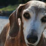 Cane guarisce da un tumore inoperabile: ora Griffin ha 17 anni