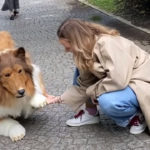 L’uomo-cane Toco: spende 15mila dollari per diventare un cane e passeggia in pubblico