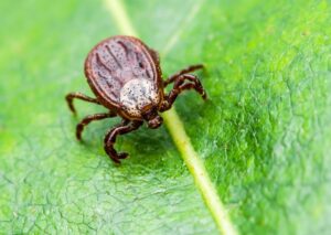 Malattia di Lyme: cos’è, quali sono i sintomi, zecche, come curarla