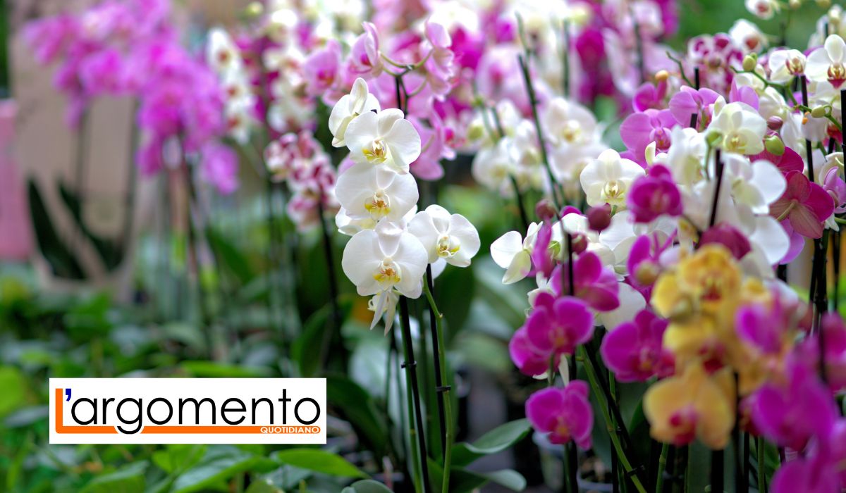 Il segreto per far vivere a lungo le tue orchidee: lo conoscevi?