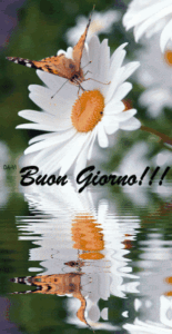 buon-mercoledì