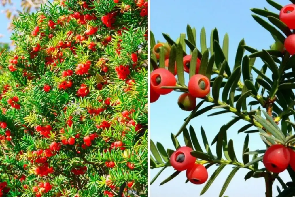 Il Tasso (Taxus baccata)