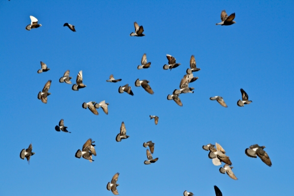 Eco trucchi infallibili che ti permetteranno di scacciare i piccioni dal tuo stabile in maniera definitiva Eco trucchi infallibili che ti permetteranno di scacciare i piccioni dal tuo stabile in maniera definitiva