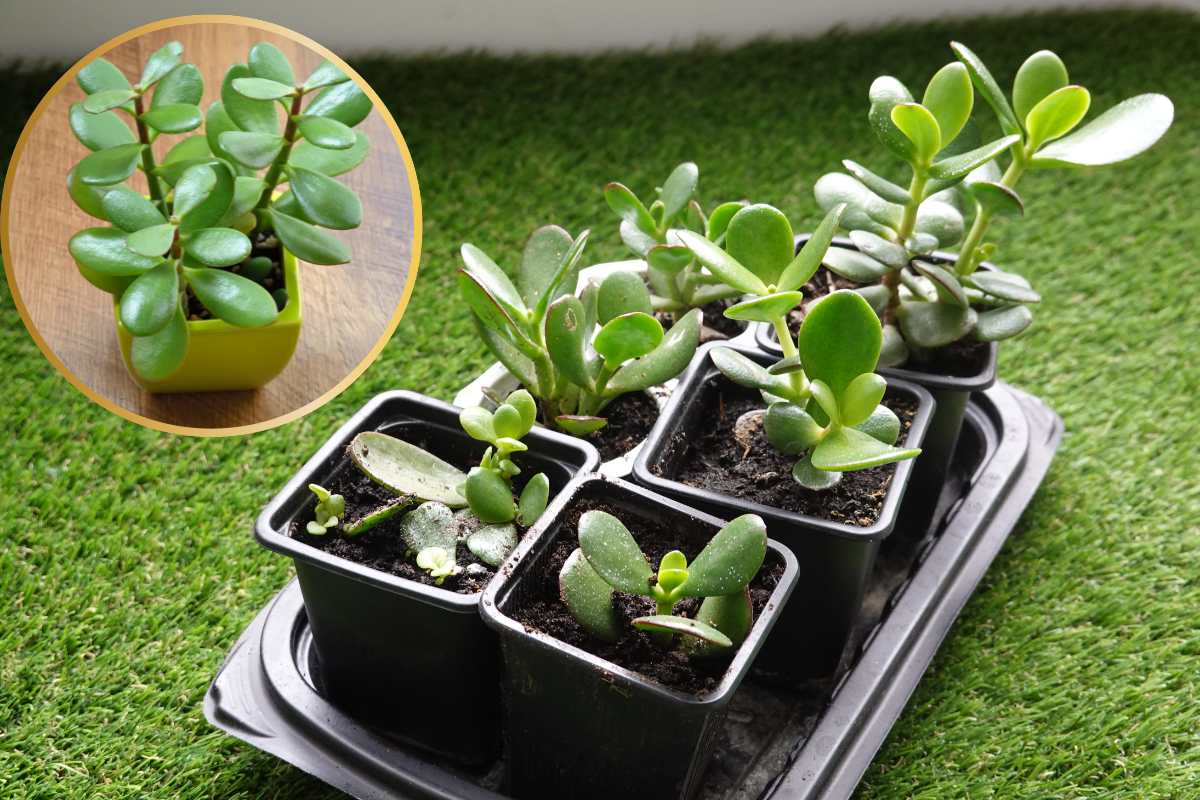 Albero di giada consigli