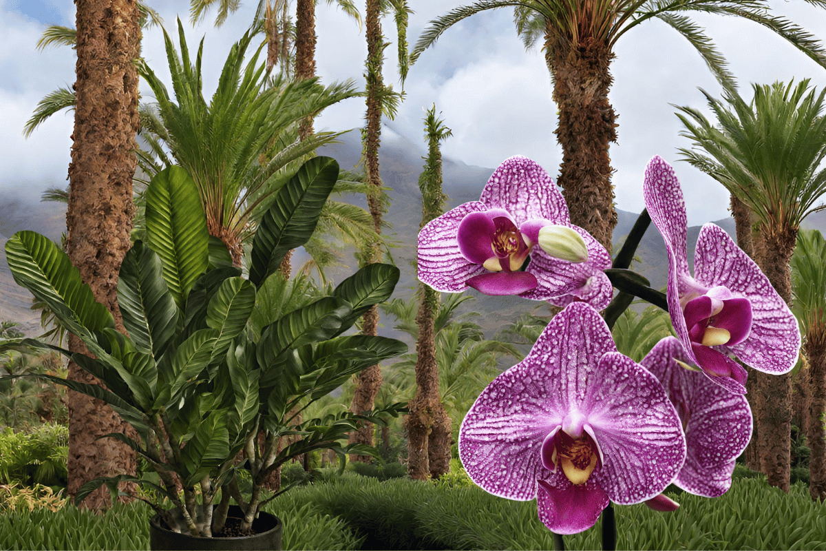 Cinque piante da ingresso per richiamare positività