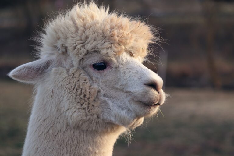 alpaca