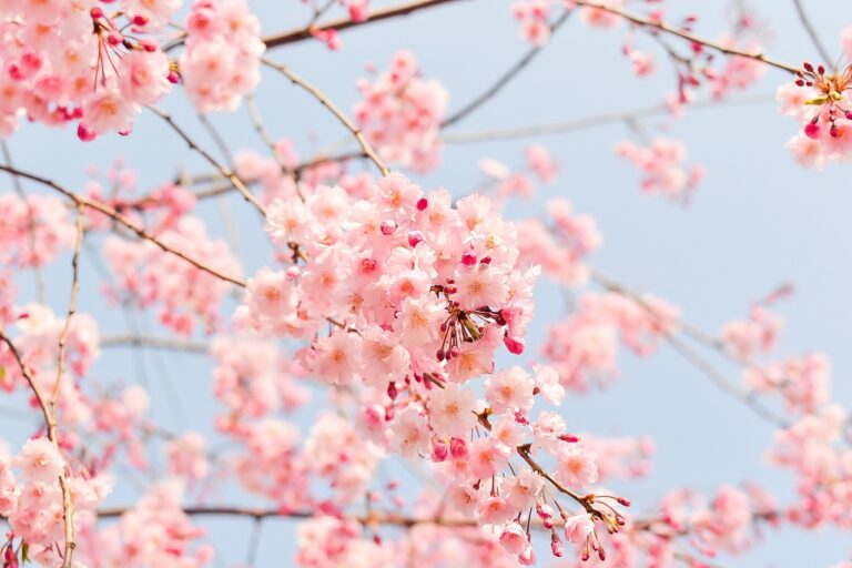 quando inizia la primavera