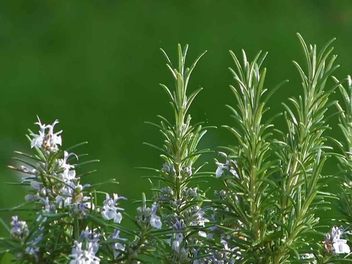 Il rosmarino è ricco di composti