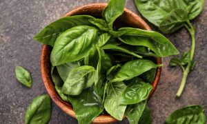 Conserviamo il basilico