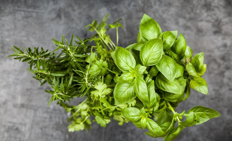 Essiccare basilico e rosmarino