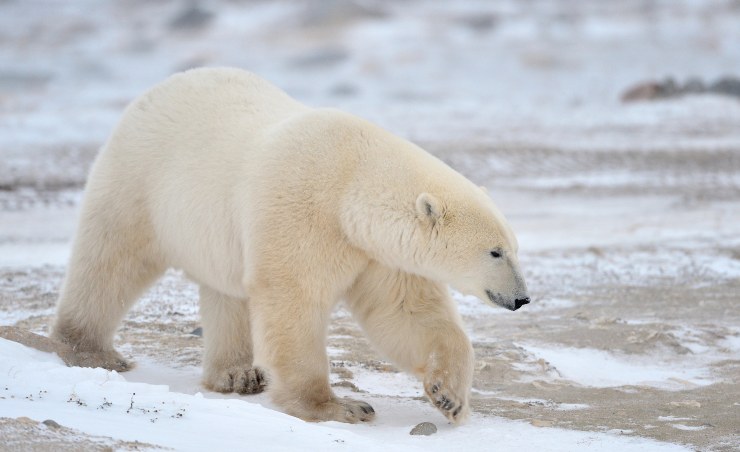 L'orso polare