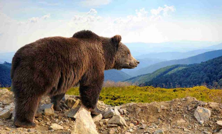 L'enigma dell'orso