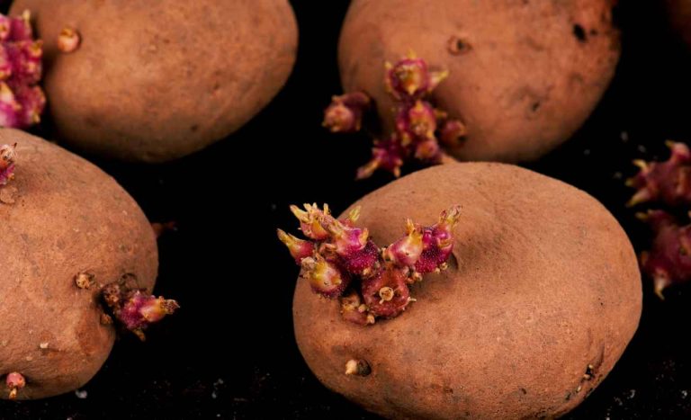 Patate germogliate