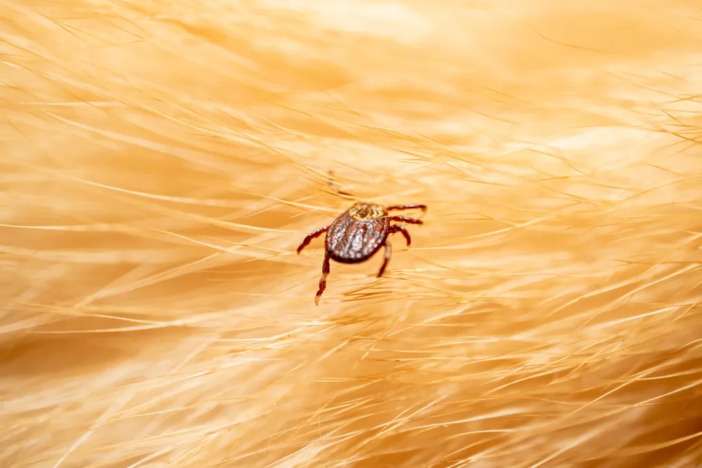 Non piantarle nel tuo giardino: queste piante attirano le zecche come una calamita