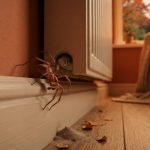 Ragni in casa in autunno: cosa stanno cercando?