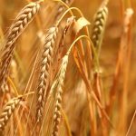 Quante calorie ha il farro? Valori nutrizionali e cosa sapere sul consumo