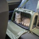 Traslocare con cani e gatti nel 2026: quale trasportino scegliere