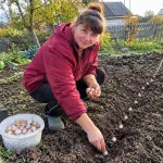 Aglio invernale, il raccolto comincia dalla scelta dei bulbi e del terreno